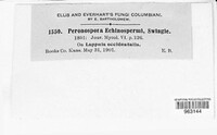Peronospora echinospermi image